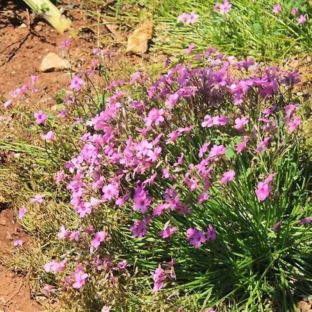 Apartamento By The Sea Loviste, Peljesac - 10182